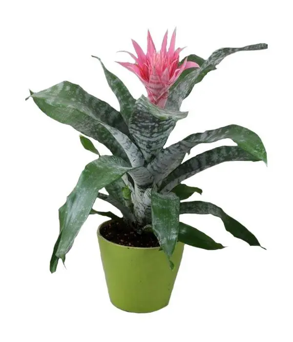 Aecmea Fasciata plant