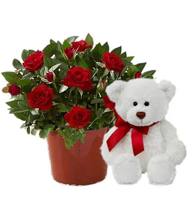 Rose plant with teddy bear