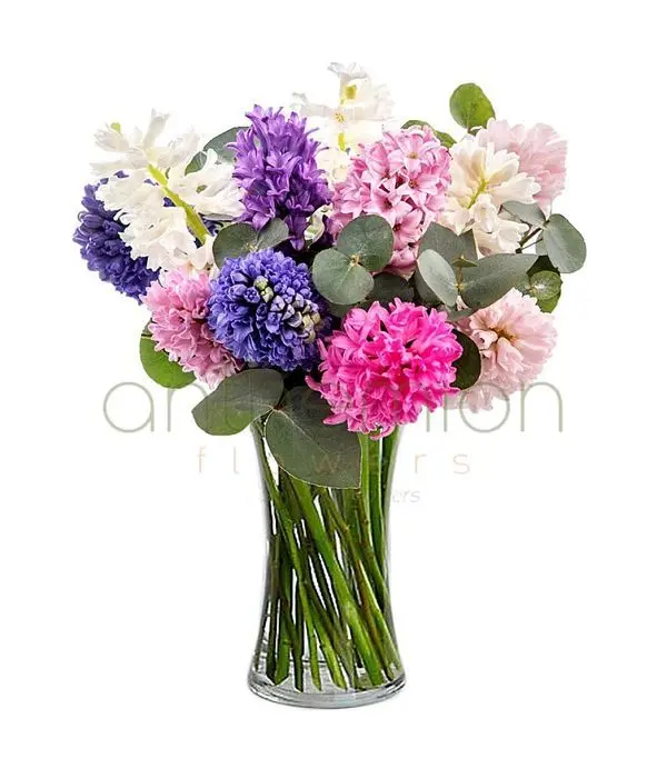 Fragrant hyacinths colorful in a vase