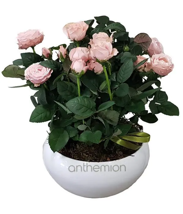 Ceramic base with mini pink rose bushes