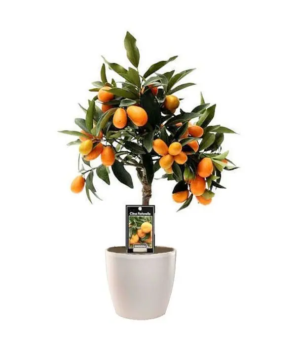 Kumquat Plant