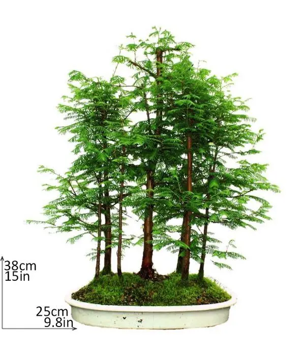 Green forest Bonsai