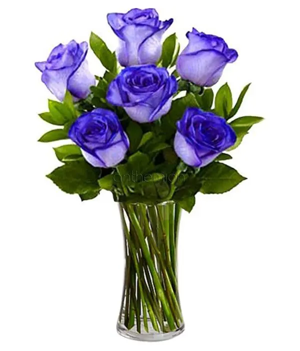 Bouquet of 6 blue roses