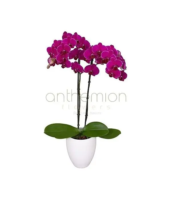 Exotic Orchid Phalaenopsis