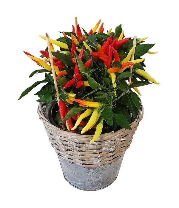 Pepper plant