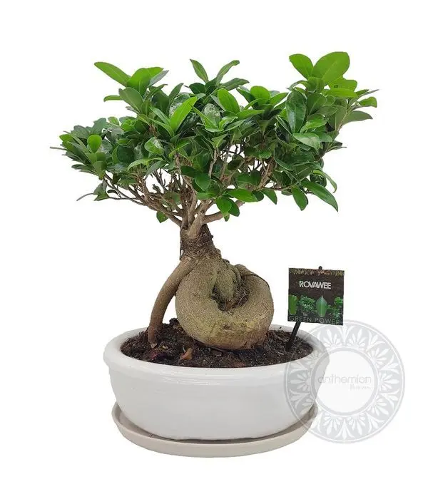 Bonsai Smiles