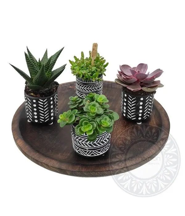 Succulents in a vintage table arrangement