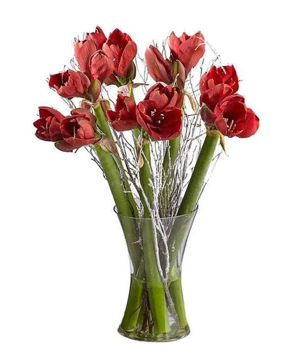 6 red Amaryllis | WITHOUT A VASE