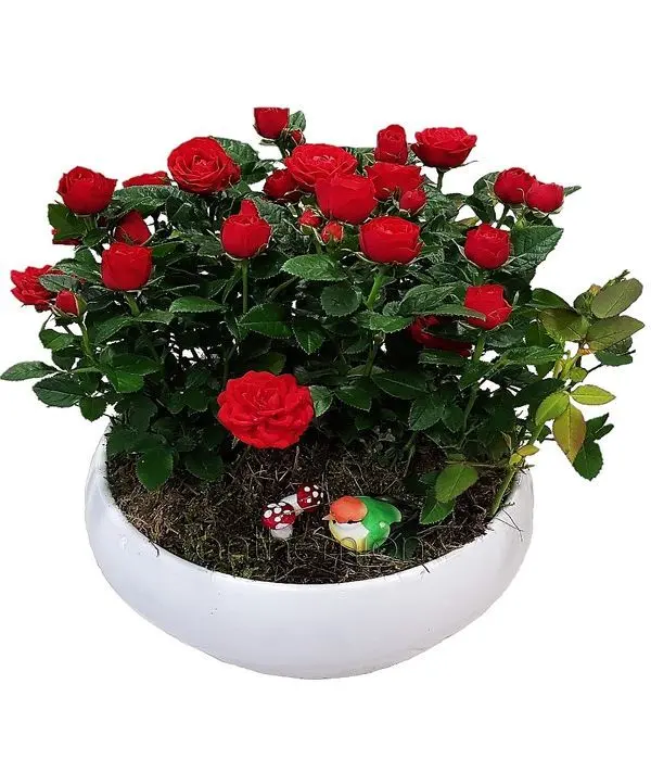 Mini rosebushes arrangement in pot