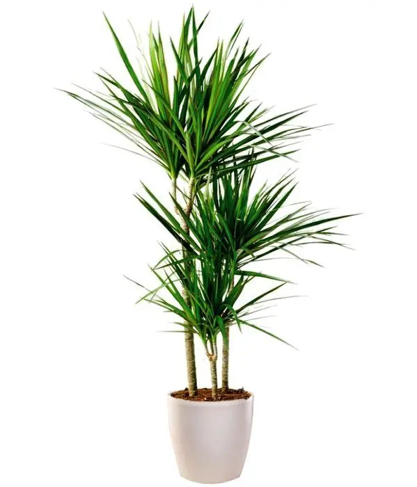 Dracaena Marginata Plant with 3 trunks
