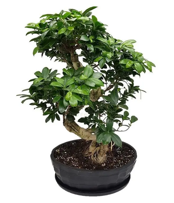 Far East Bonsai plant