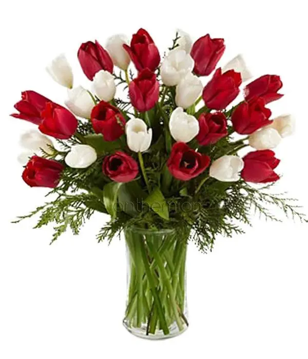 30 White and red tulips for perfect love | WITHOUT VASE