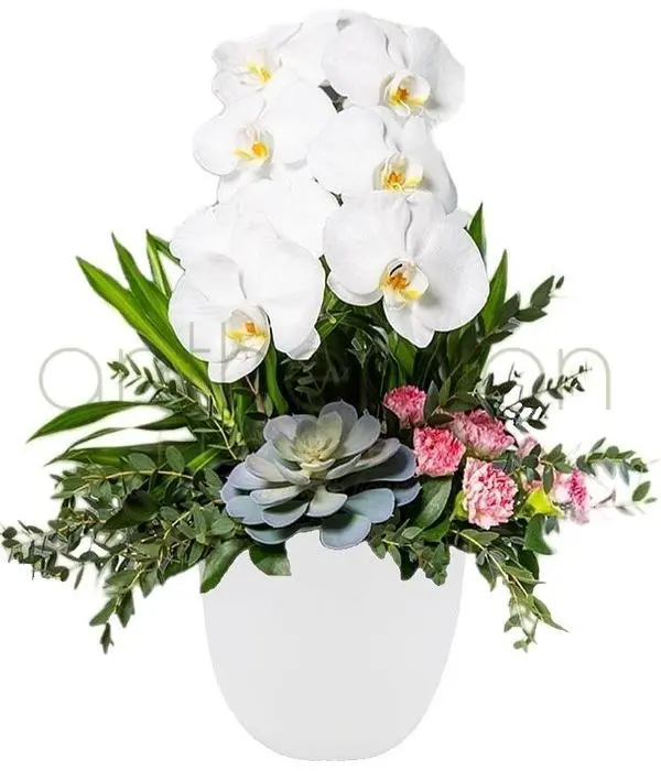 Modern style with Orchid flowers