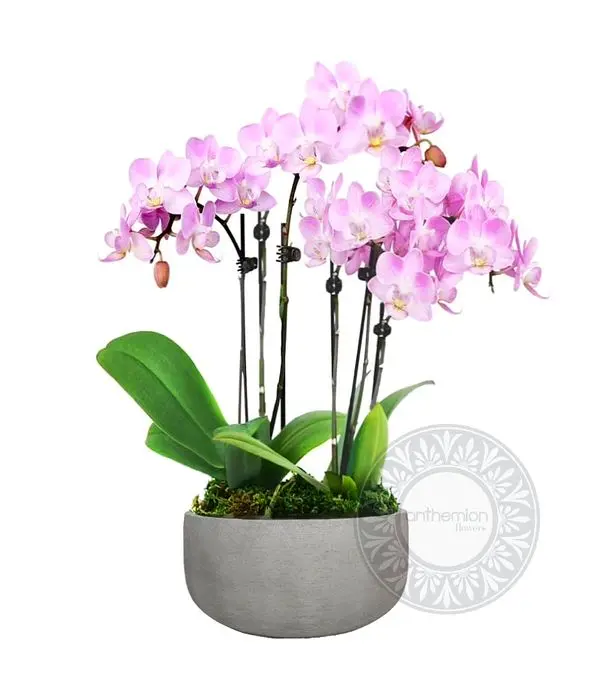 Pink Phalaenopsis orchid arrangement