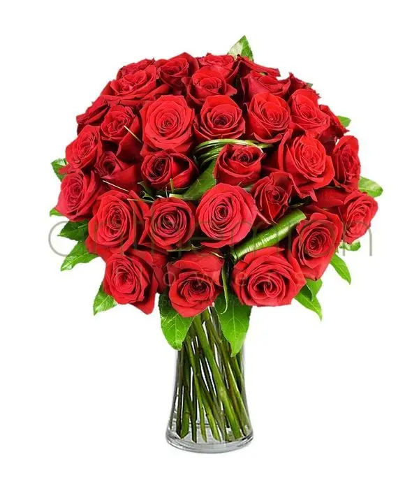 Bouquet of 36 red roses