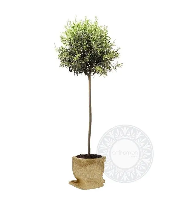 Big olive plant 180 cm