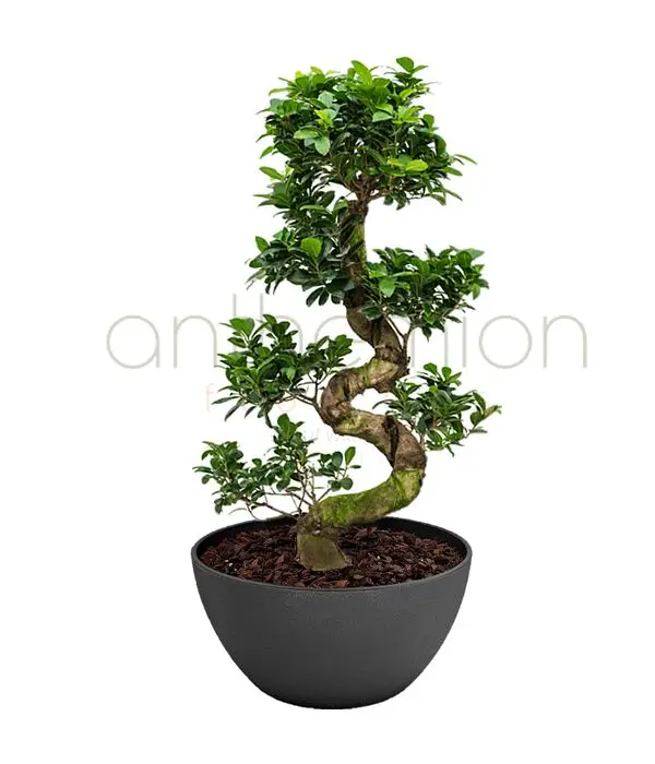 Gorgeous ginseng bonsai