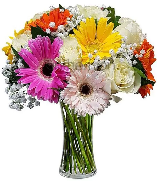 Iole with colorful gerberas and white roses