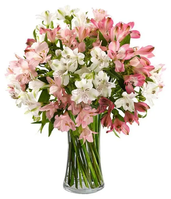 Bouquet of assorted alstromerias (Special)