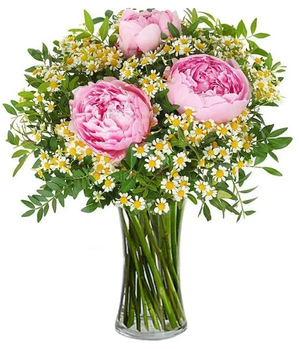 Peonies and chamomile (Basic)