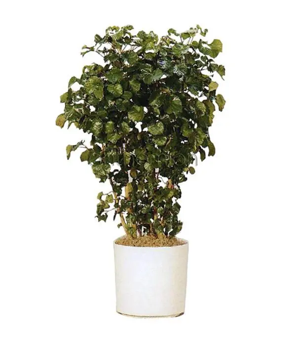 Polyscias plant
