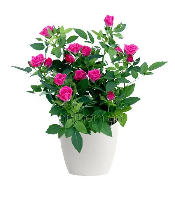 Fuchsia mini rose plant in ceramic pot