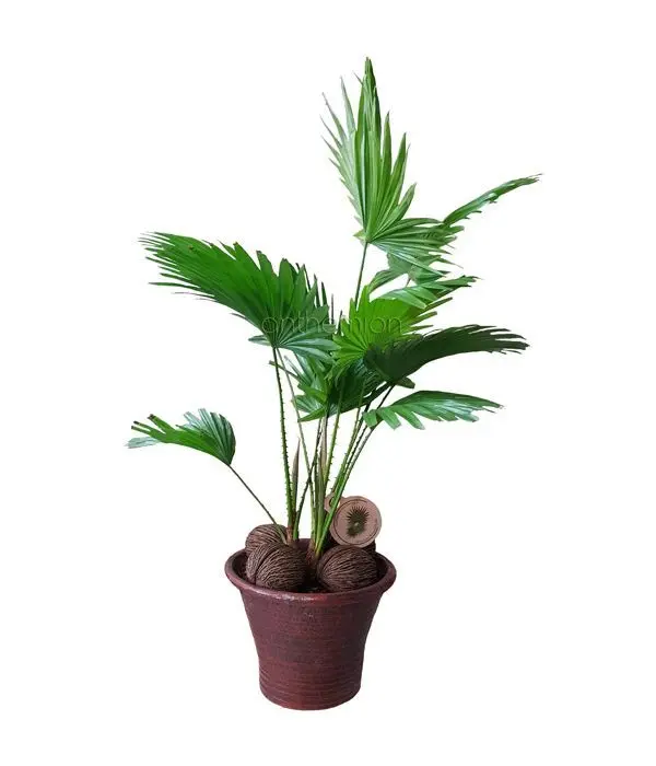 Livistona plant