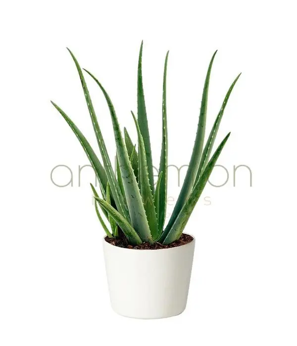 Aloe plant