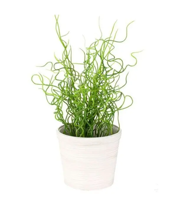 Juncus Plant