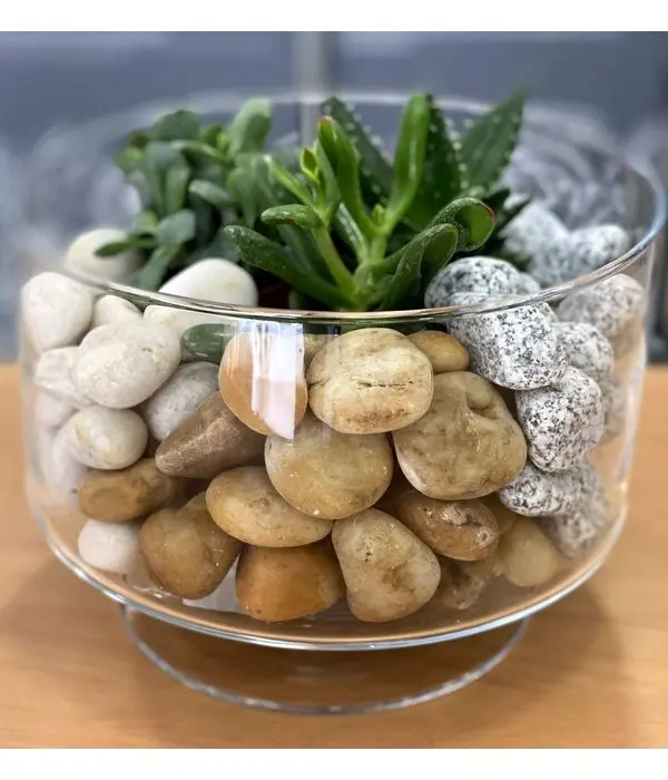 Succulents in a bowl with foot and pebbles