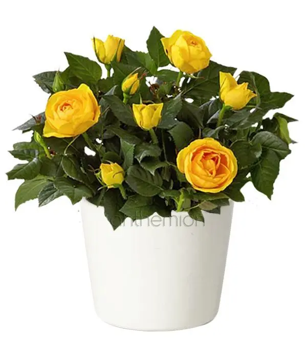 Potted yellow miniature rose bush