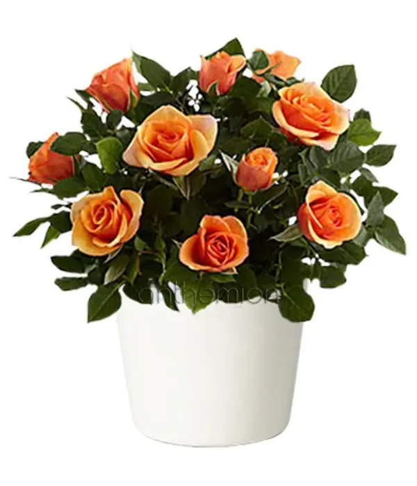 Potted orange miniature rose bush