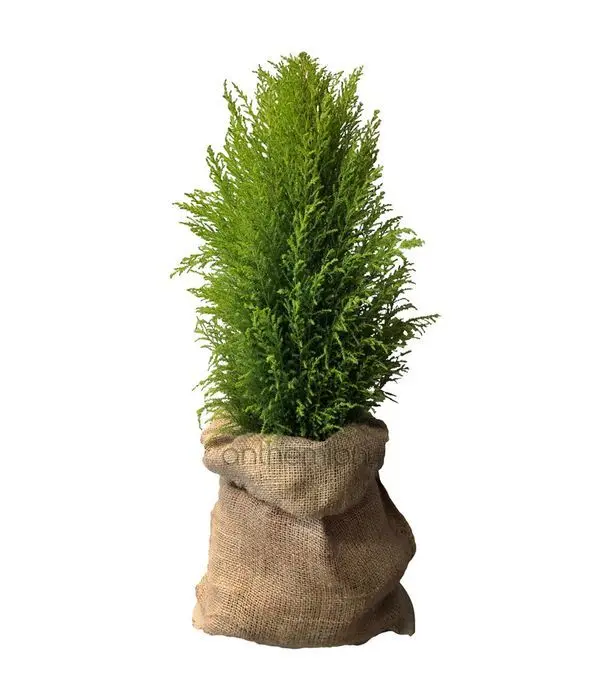 Gold crest plant