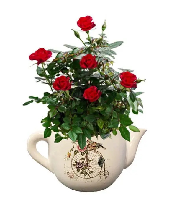 Ceramic teapot with red rose plant
