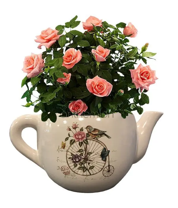 Ceramic tea pot with pink rose plant
