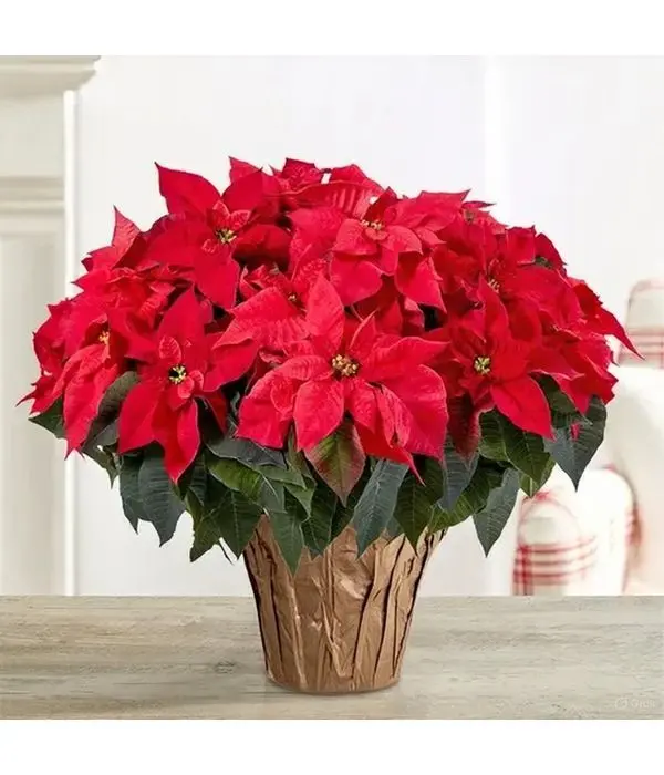 Giant Poinsettia