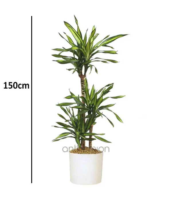 Dracaena Reiki plant