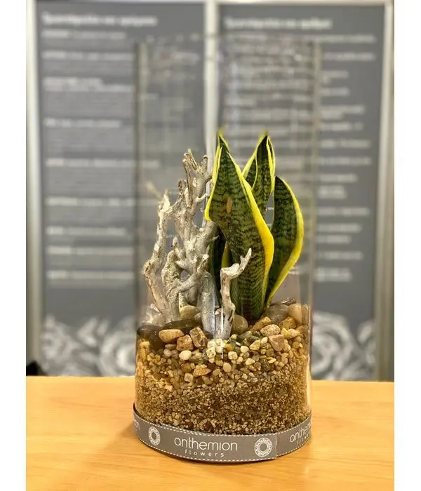 Sansiberia in composition with vase and twig