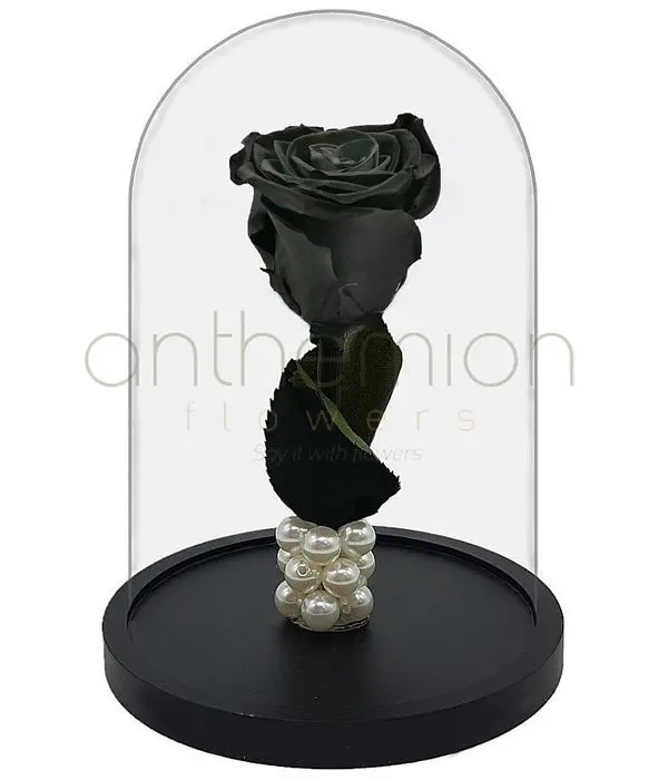 Forever Black Rose Medium