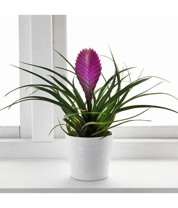 Pink Tillandsia cyanea in ceramic pot
