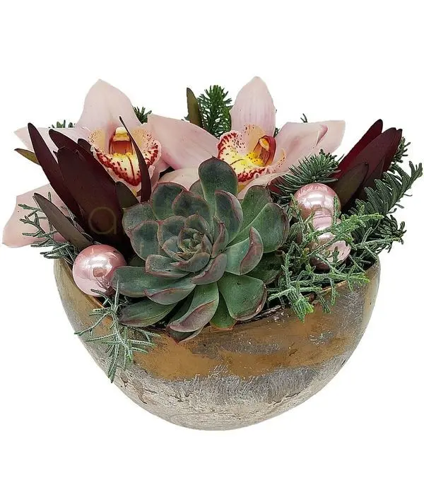 Succulent and orchids in elegant ceramic pot