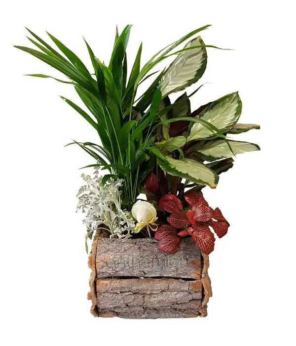 Various plants in wooden container