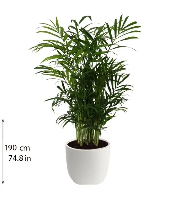 Chamaedorea indoor plant