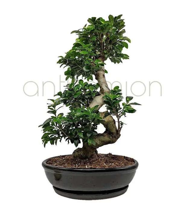 Ellegant Bonsai plant
