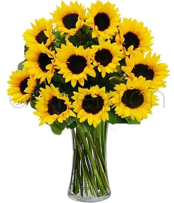 Bouquet of 12 bright sunflowers