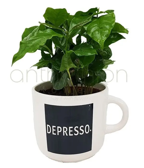 Great Coffee Arabica