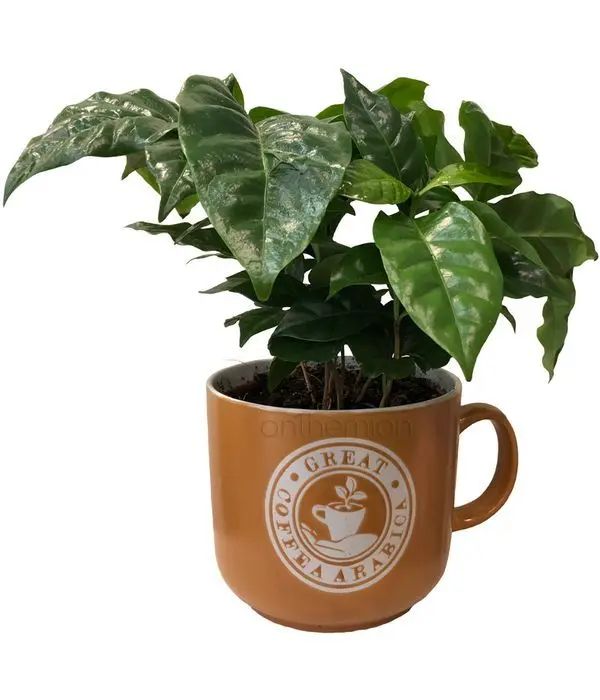 Great Coffee Arabica in ceramic cup