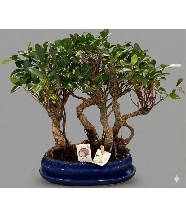 Plant bonsai ceramic pot