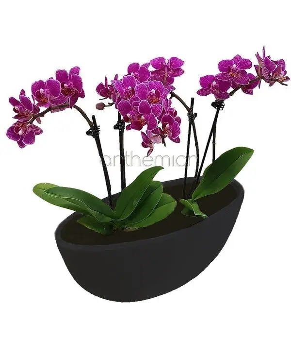 Two small orchids in a gondola