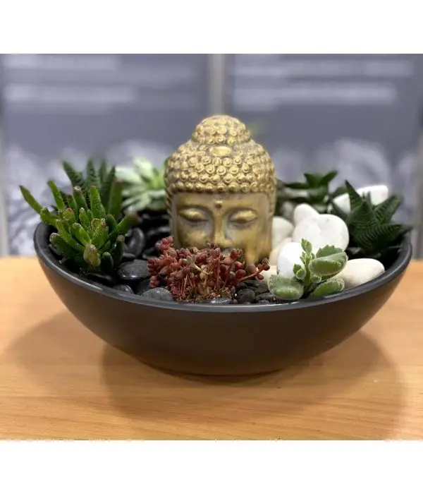 Wonderful succulents on a ceramic plate with a Buddha